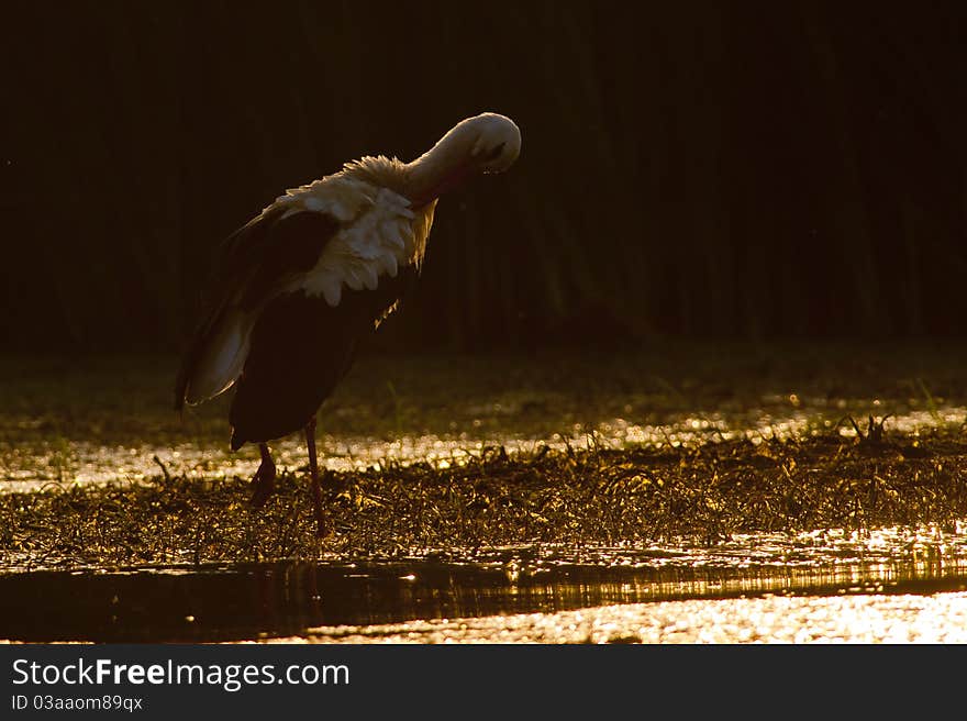 White Stork in low light