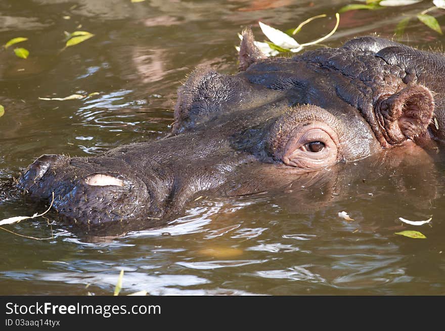 Hippopotamus Portrait