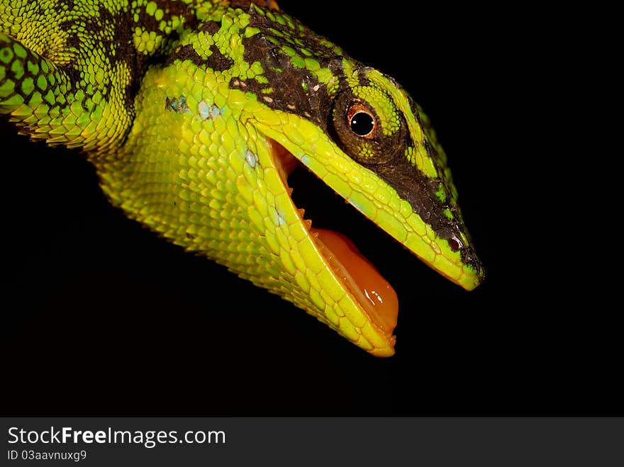 Lue's Tree Lizard is a beautiful reptile with beautiful green-black body. The blue spots at its mouth angle is the most significant character of this species. The tree lizard is endemic to Taiwan and could be found in only several mountain areas. Lue's Tree Lizard is a beautiful reptile with beautiful green-black body. The blue spots at its mouth angle is the most significant character of this species. The tree lizard is endemic to Taiwan and could be found in only several mountain areas.