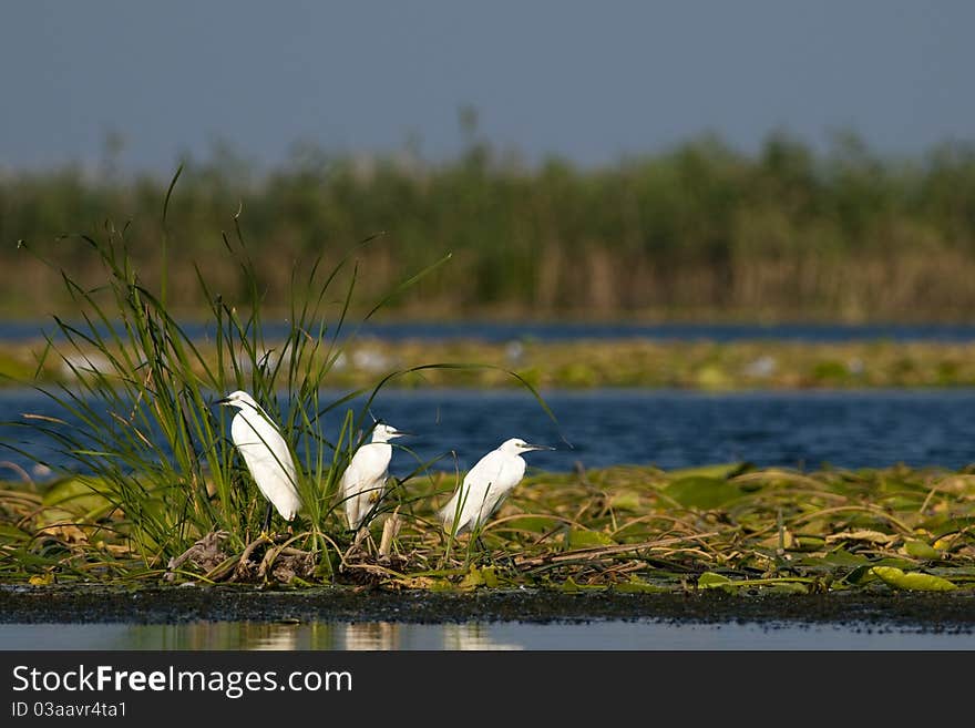 Little Egrets on Waterlily Leaves