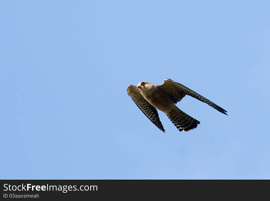 Red Footed Falcon in flight