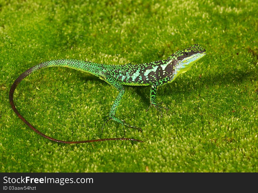 Lue's Tree Lizard is a beautiful reptile with beautiful green-black body. The blue spots at its mouth angle is the most significant character of this species. The tree lizard is endemic to Taiwan and could be found in only several mountain areas. Lue's Tree Lizard is a beautiful reptile with beautiful green-black body. The blue spots at its mouth angle is the most significant character of this species. The tree lizard is endemic to Taiwan and could be found in only several mountain areas.