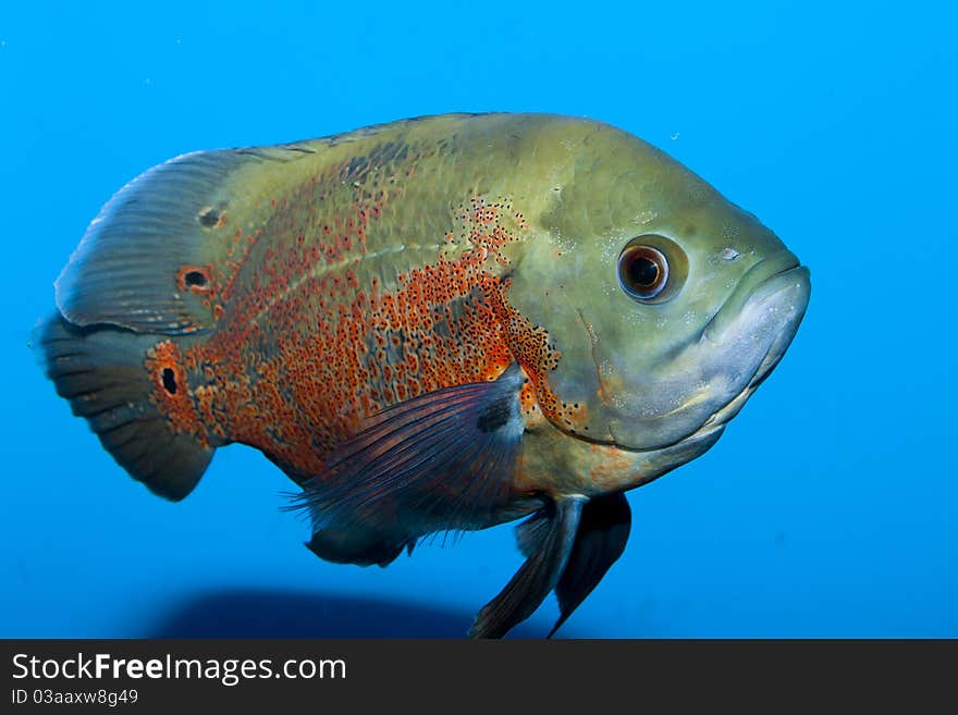 Oscar Fish (Astronotus ocellatus) in Aquarium