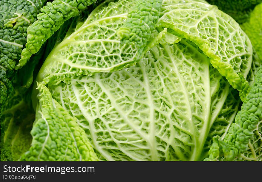 Savoy cabbage