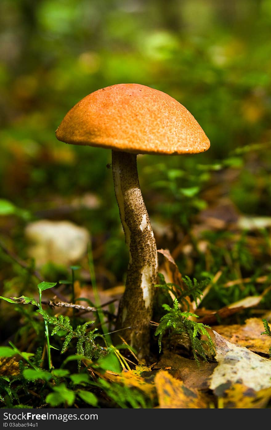 Mushroom In Wood Against A Grass