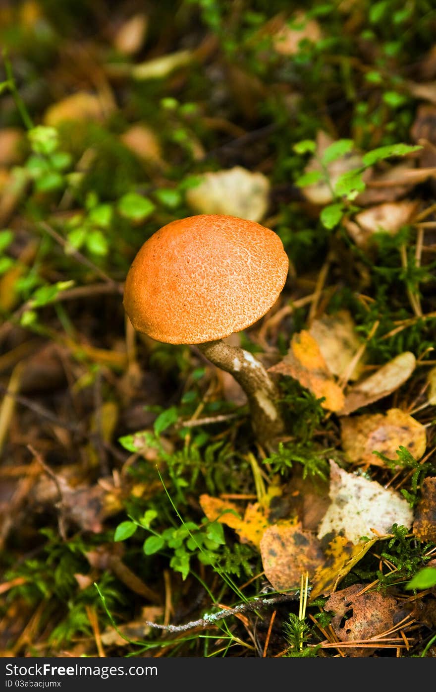 Mushroom in wood against a grass