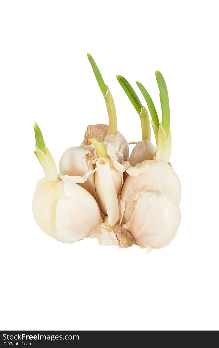 The garlic