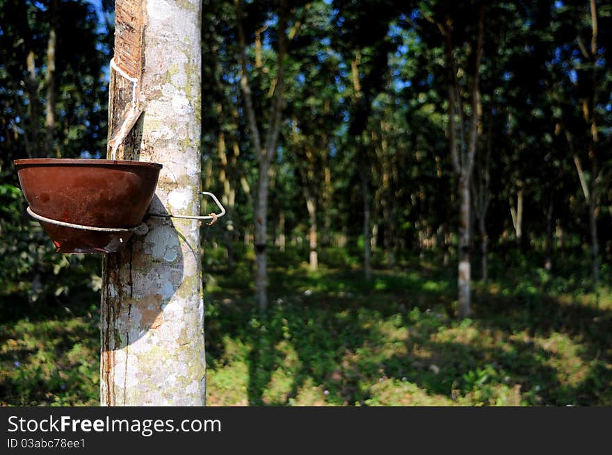 A huge rubber plantation with typical basket to collect the precious fluid from the bark