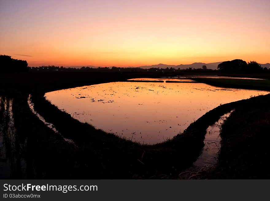 Sunset and  rice farm