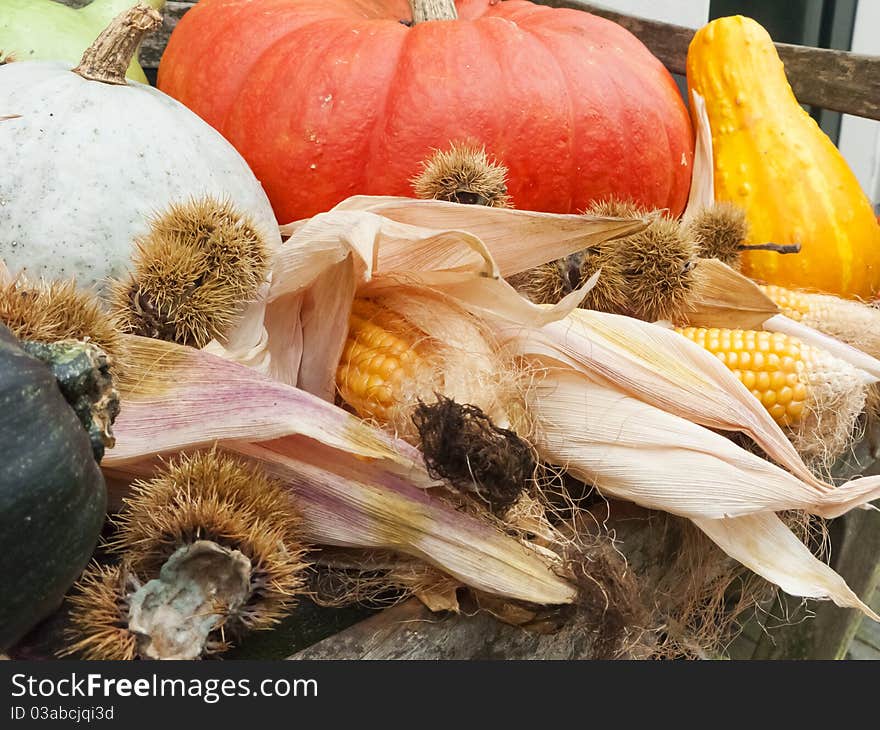 Autums scene with pumpkins, chestnuts and sweet corn. Autums scene with pumpkins, chestnuts and sweet corn