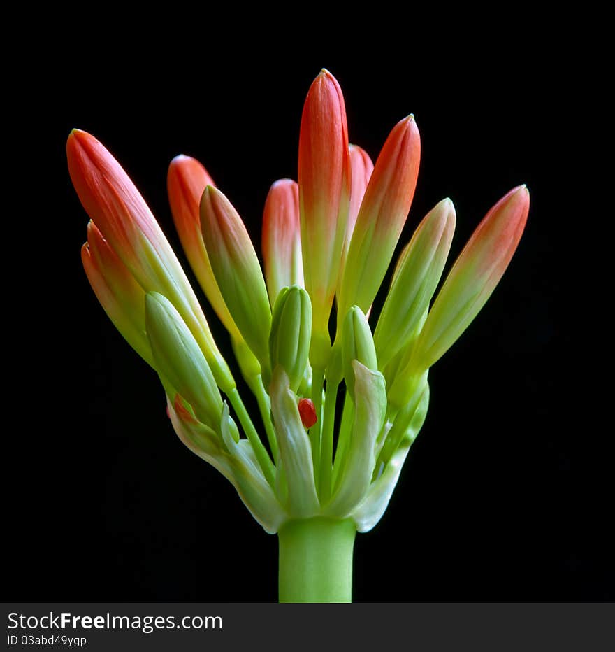 Bud of a clivia plant