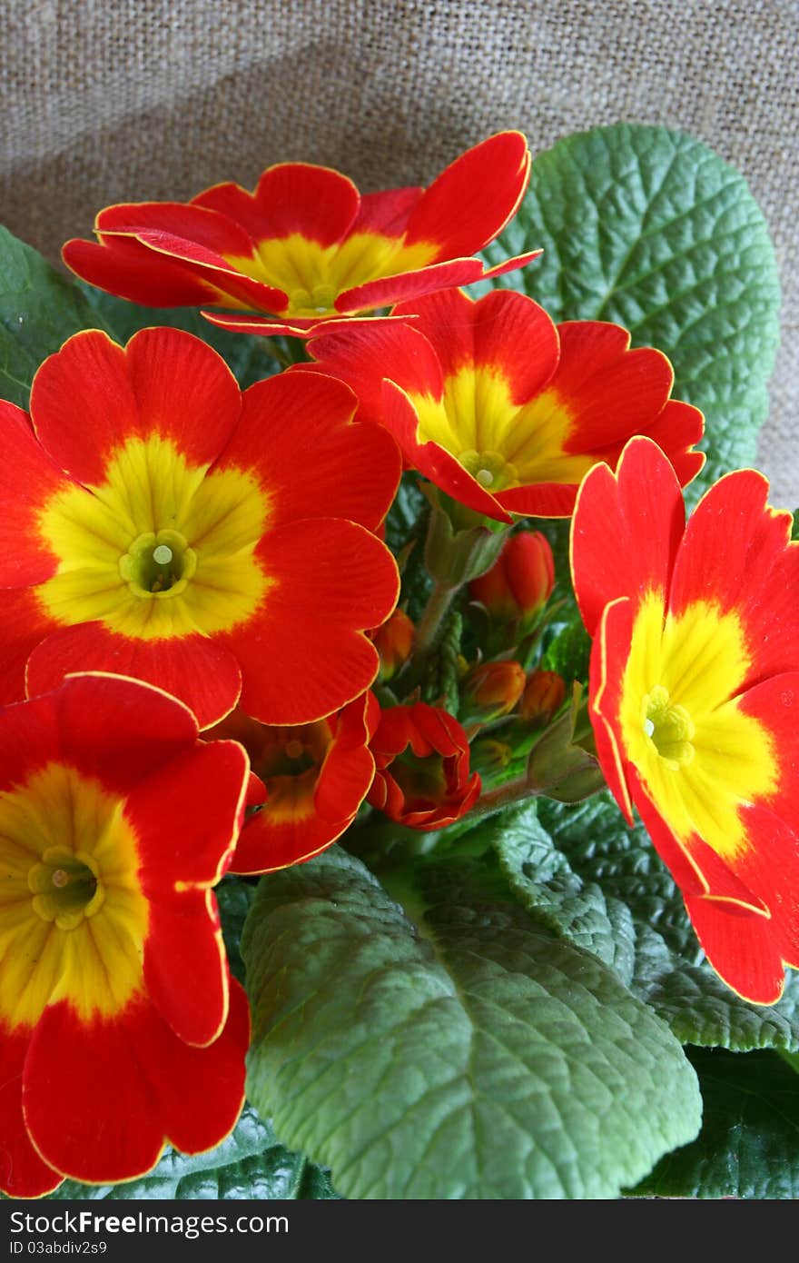 Easter still life with red primrose