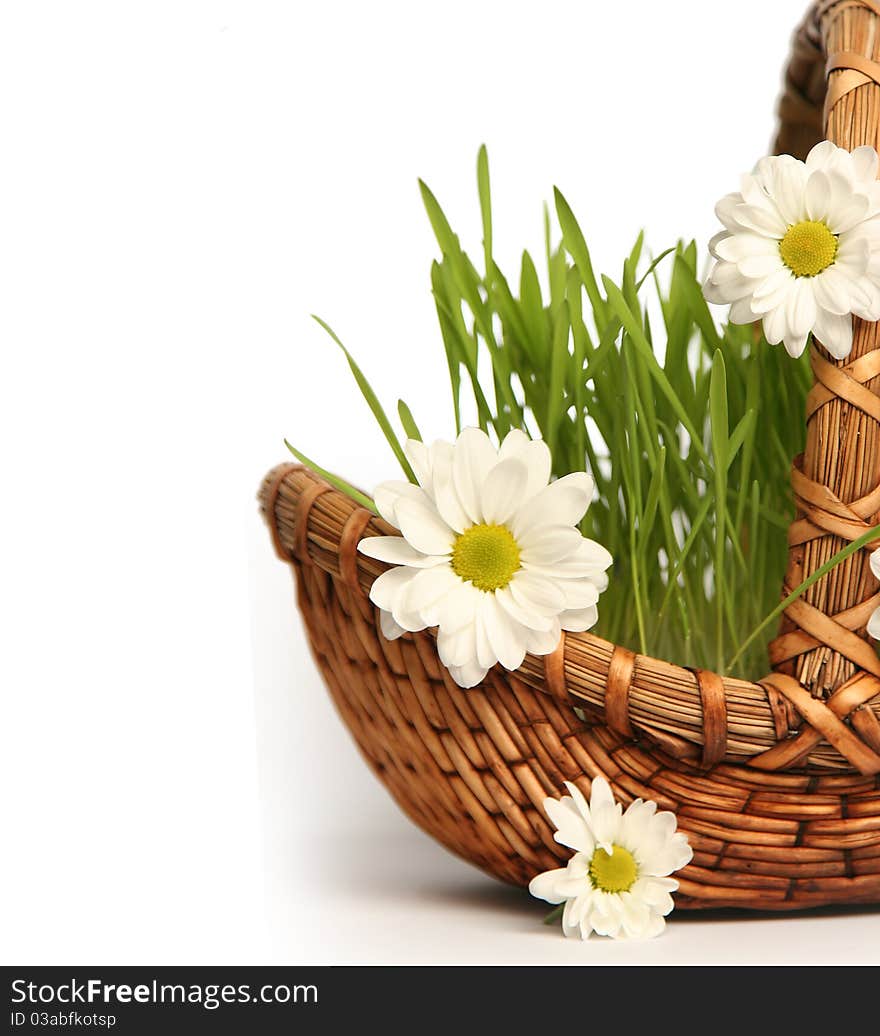 Camomile in basket