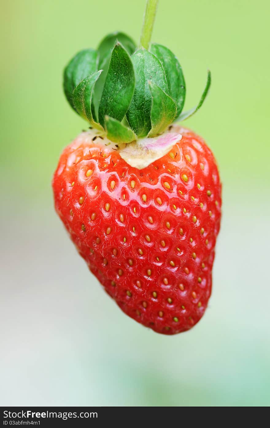 A fresh unplug strawberry with nice saturated color. A fresh unplug strawberry with nice saturated color