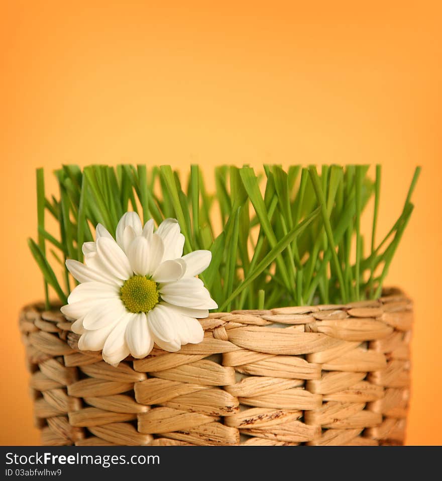 Green grass isolated on yellow background. Green grass isolated on yellow background