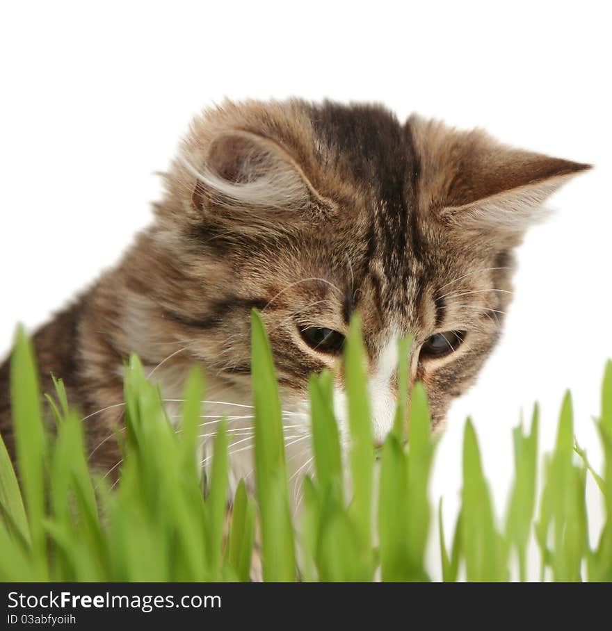 Domestic cat in the grass on white background