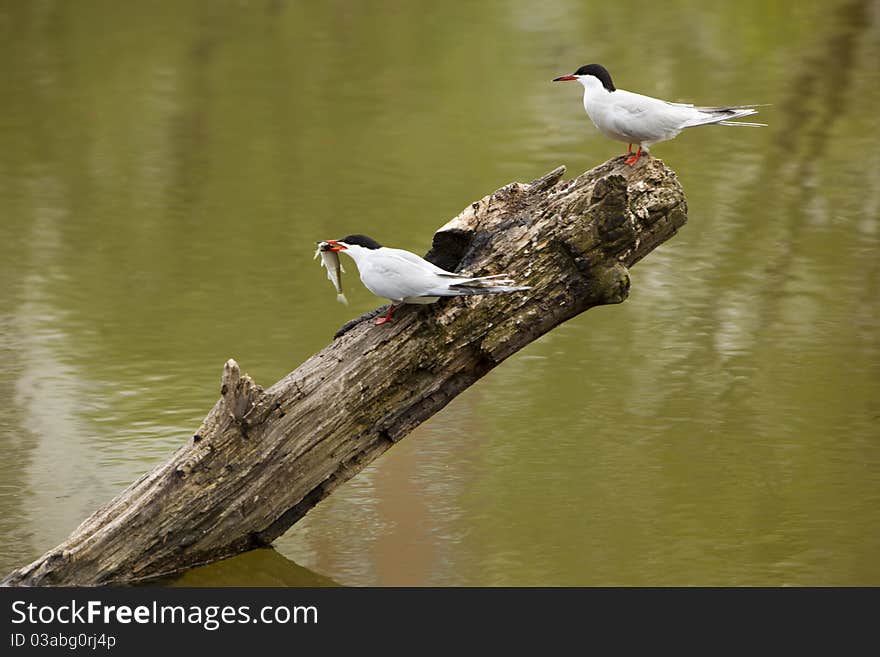 Two gulls sitting on a log in water. Two gulls sitting on a log in water