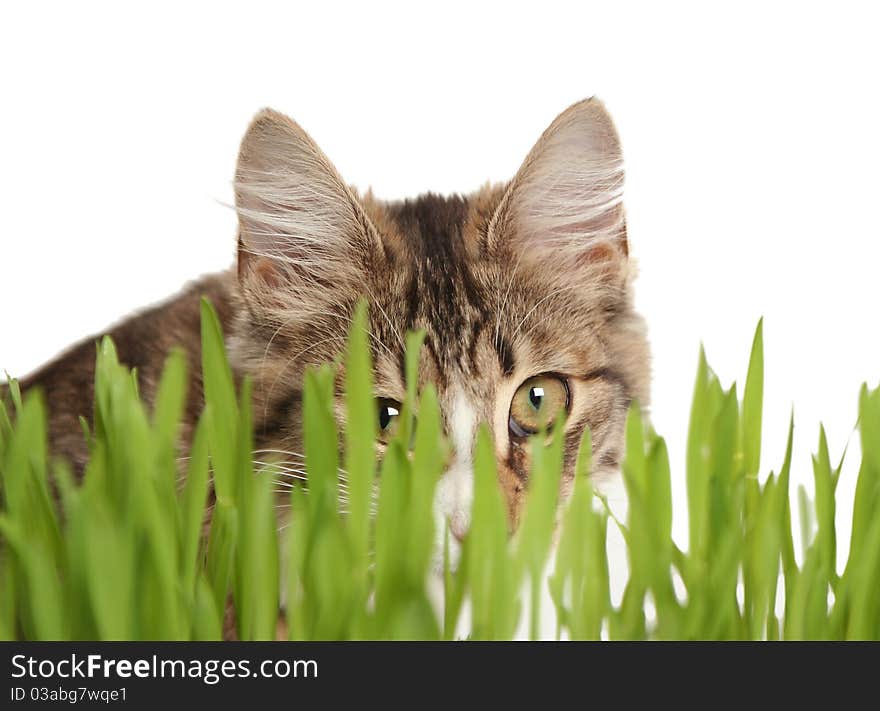 Domestic cat in the grass on white background