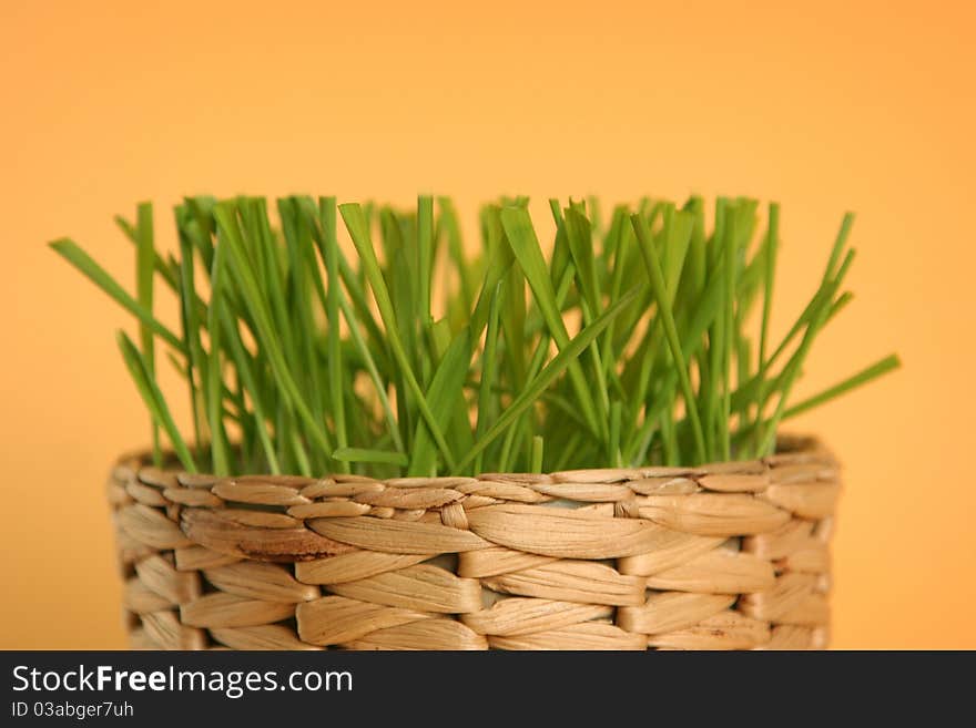 Green grass isolated on yellow background. Green grass isolated on yellow background