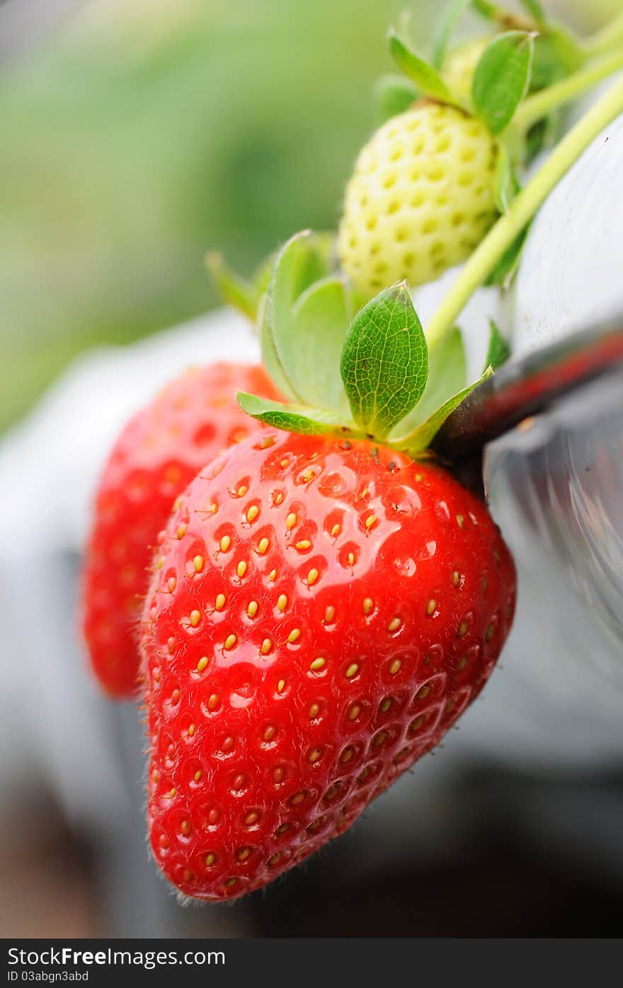 Fresh strawberry isolated with green strawberry