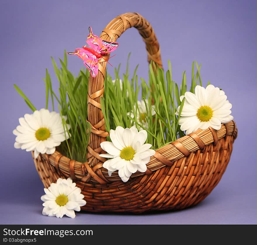 Basket with flowers on blue background