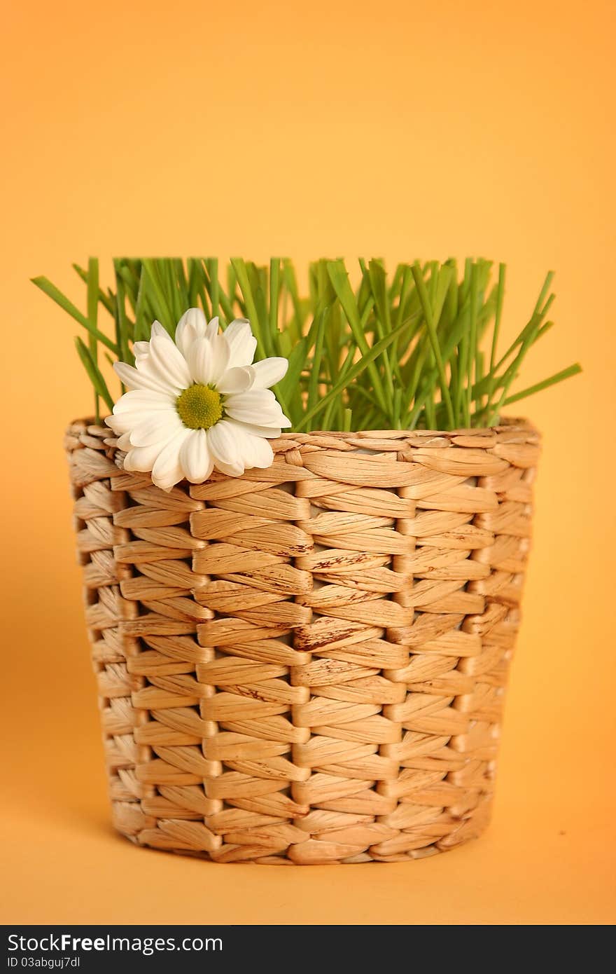 Green grass isolated on yellow background