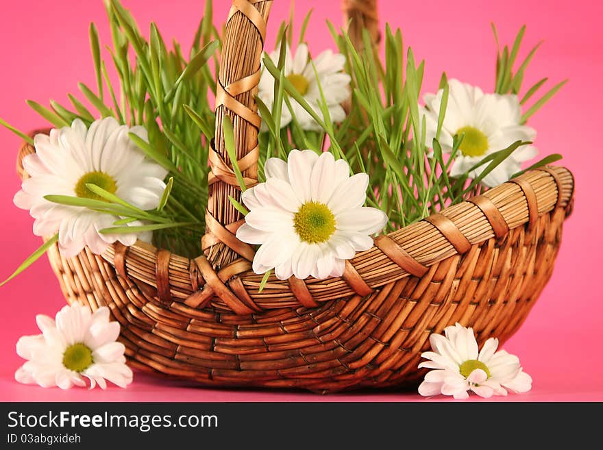 Basket with flowers on pink background. Basket with flowers on pink background