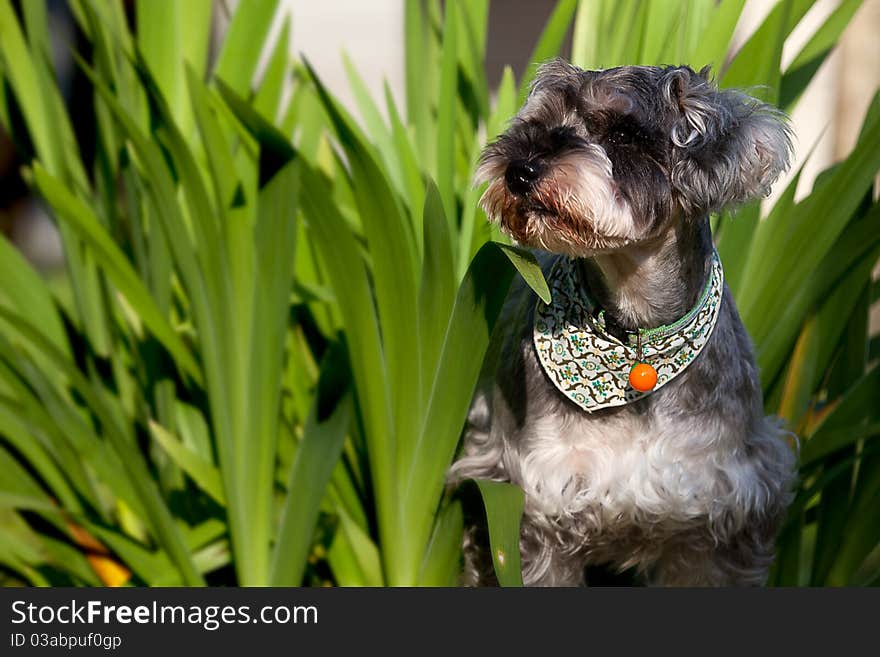 Miniature Schnauzer for background use