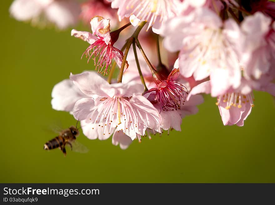 Cherry blossom in the water for background or other purpose use