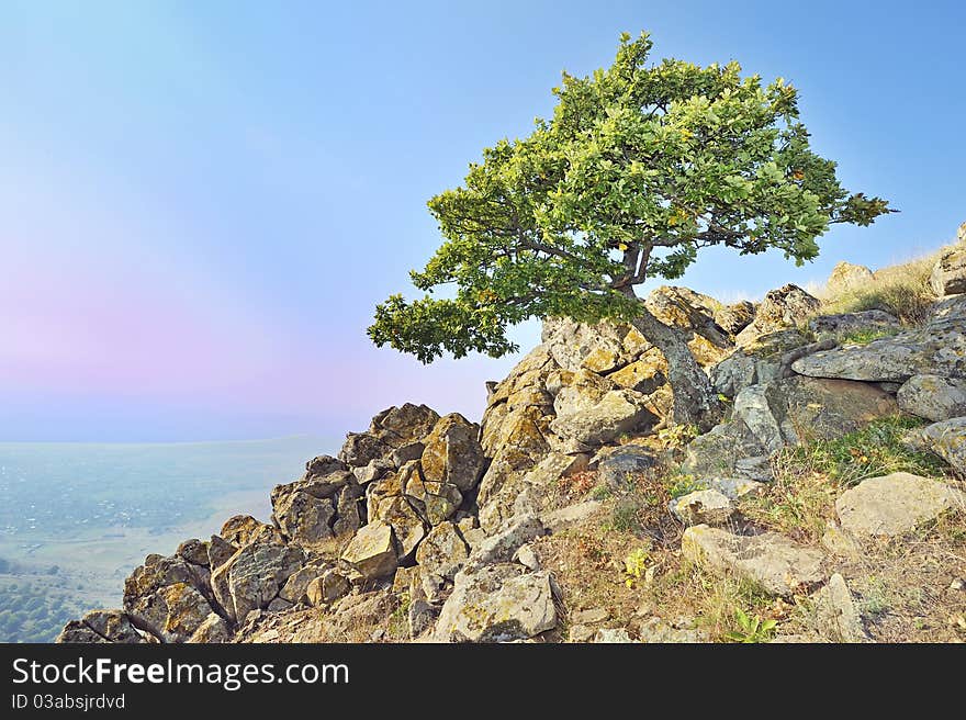 Tree on rocks