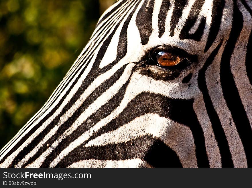 Eye of the zebra