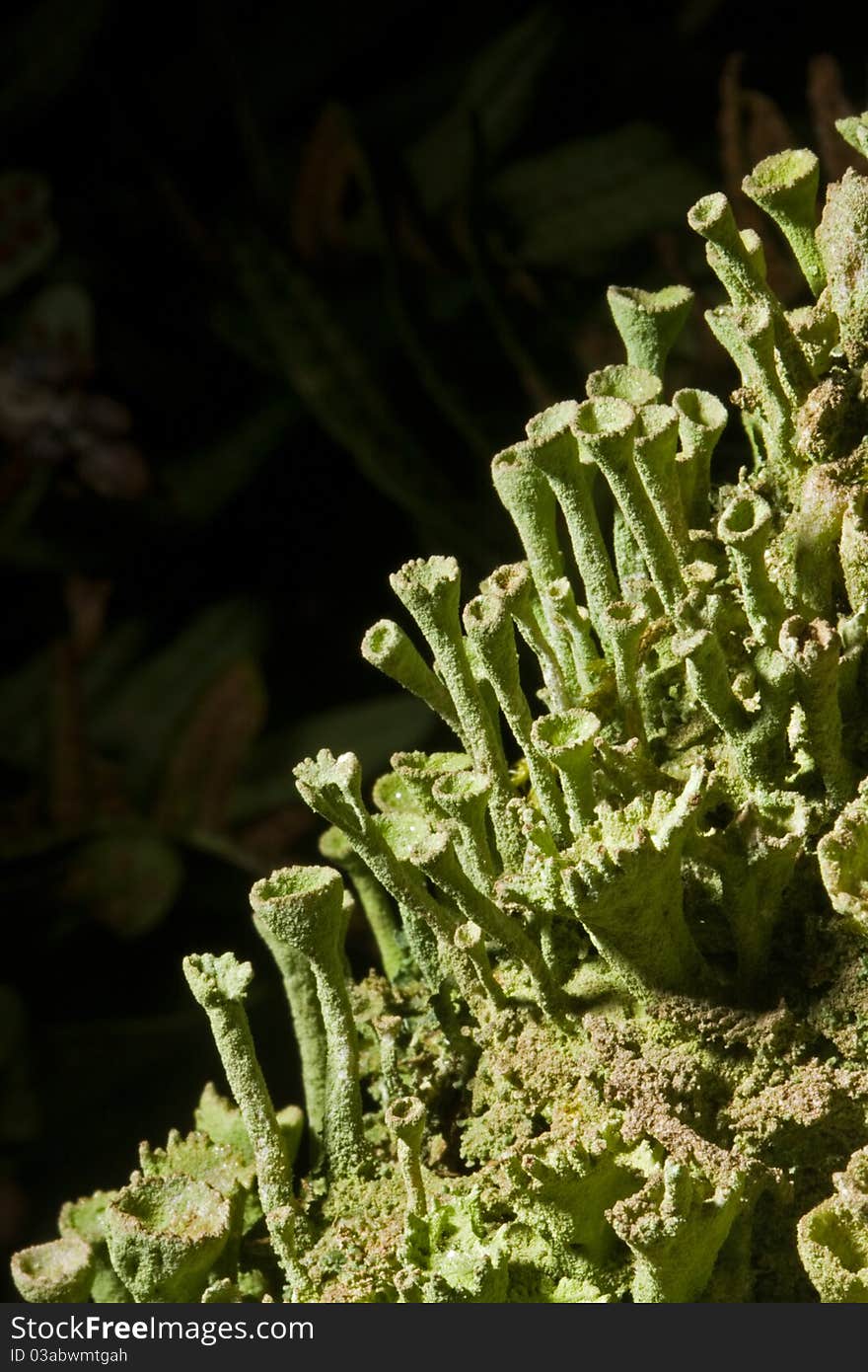 Closeup of Cup Lichens (a Cladonia species) on the trunk of an oak tree, some ferns in the background