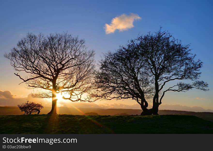 The winter sun sets behind a tree in a green meadow. The winter sun sets behind a tree in a green meadow