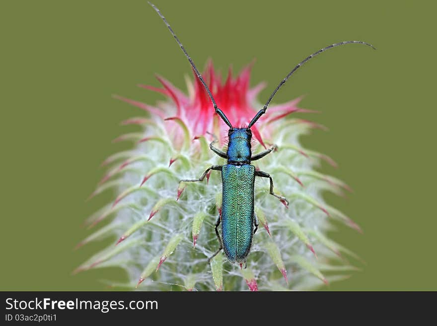 Beetle Agapanthia violacea on green background