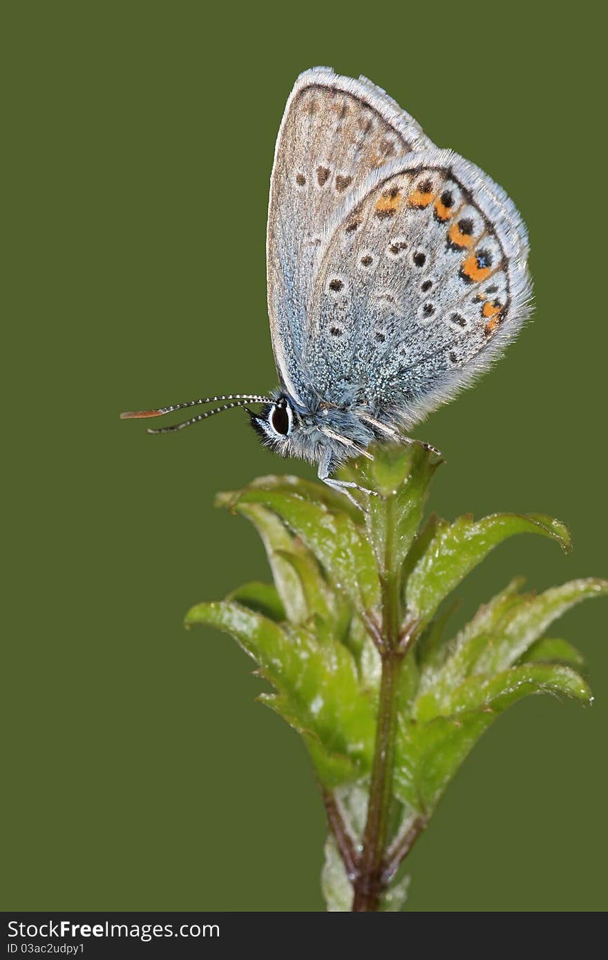 Butterflies Common Blue (Polyommatus icarus) on green background. Butterflies Common Blue (Polyommatus icarus) on green background