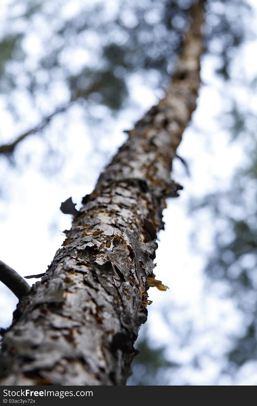 The trunk