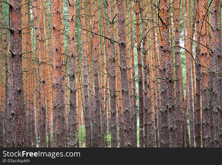 Logs Of Wood