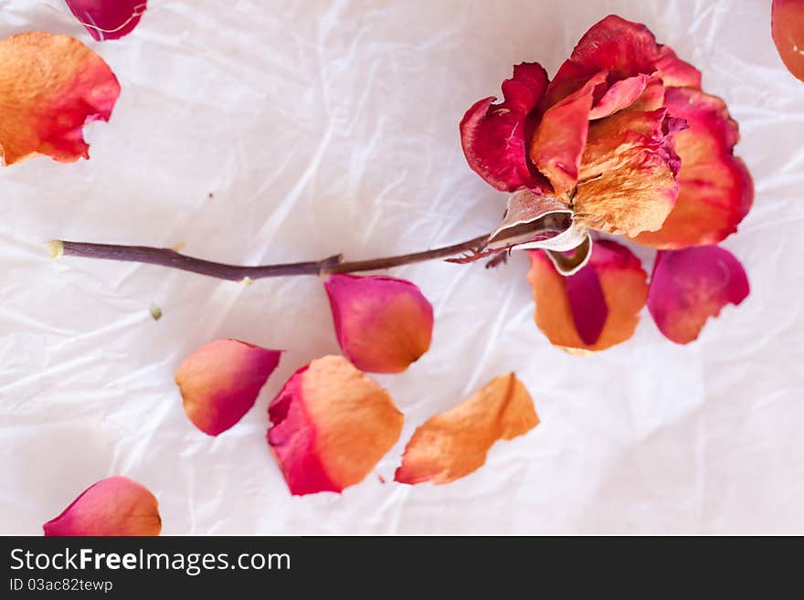 Dry red rose with dry petal on crumpled paper