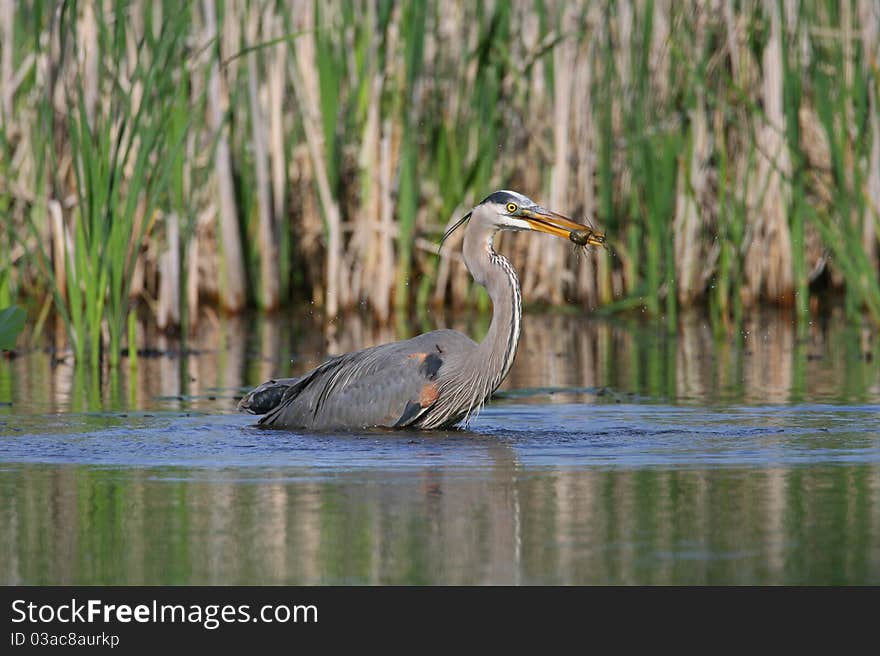 Feeding Blue Heron