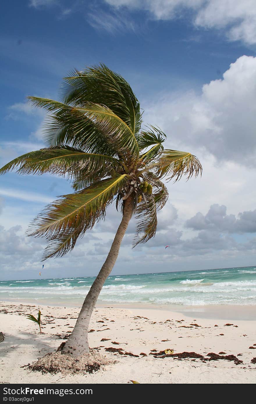 Palm Tree in Tulum Beach - Mexico