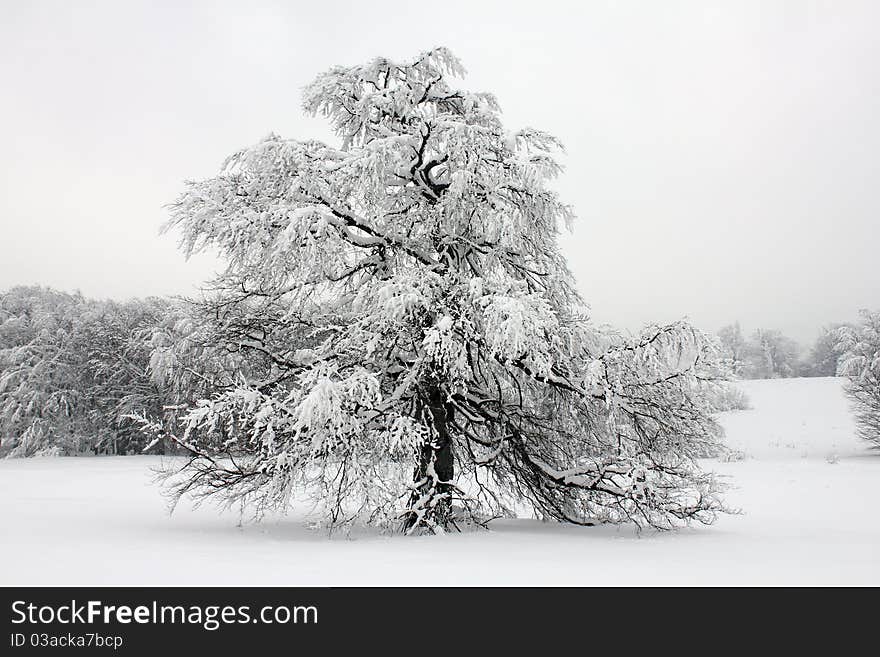 Winter idyll tree with snow