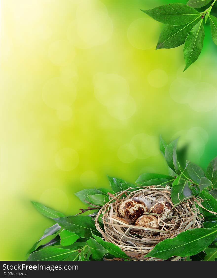 Bird`s nest on green background. Bird`s nest on green background