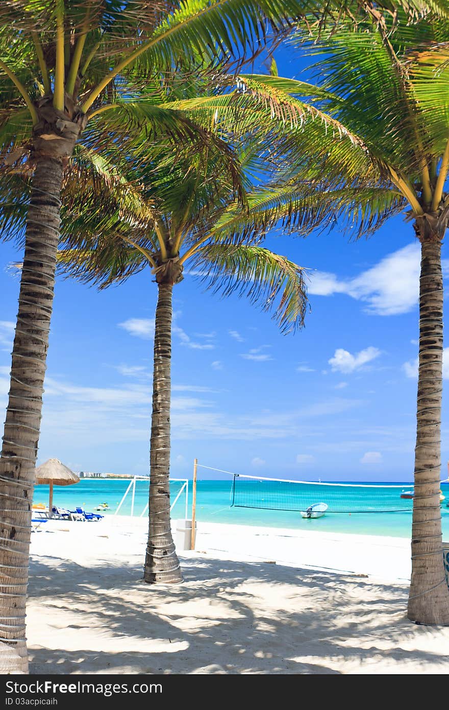 Tropical beach with palm trees