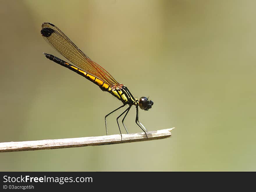 Scientific Name: Libellago lineata The golen damselfly is a beautiful damselfly distributed in souteast Asia. It has beautiful yellow-black-orange body and big eyes. It lives in grassy bank of little stream. Scientific Name: Libellago lineata The golen damselfly is a beautiful damselfly distributed in souteast Asia. It has beautiful yellow-black-orange body and big eyes. It lives in grassy bank of little stream.