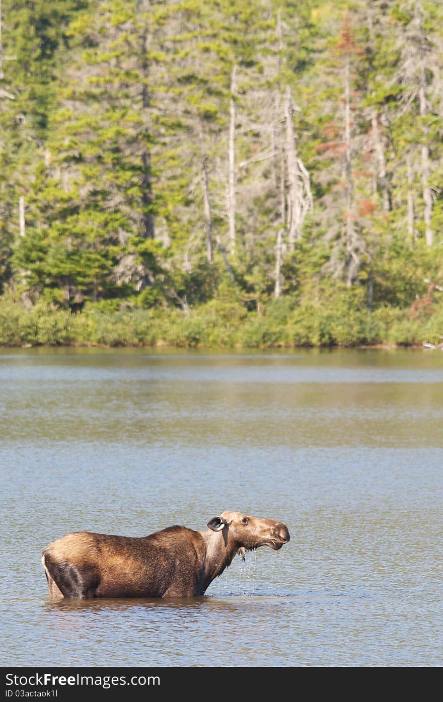 Cow moose seen at Sandy Stream Pond, Baxter State Park, Maine