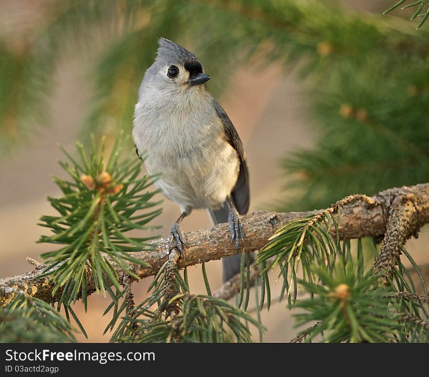 Tufted Titmouse