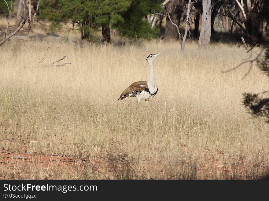 Australian Bustard