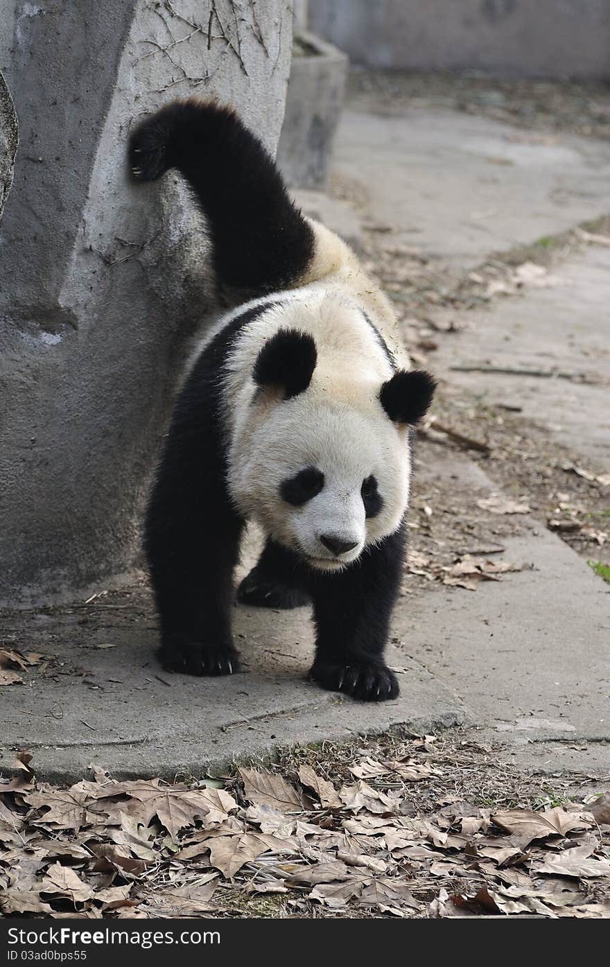 Panda is the most famous animals of China. Panda is the most famous animals of China