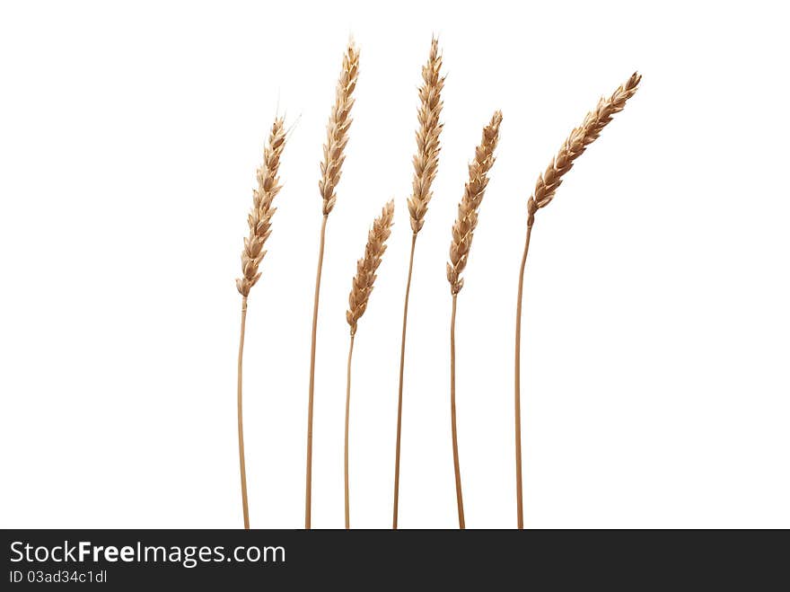 Wheat ears