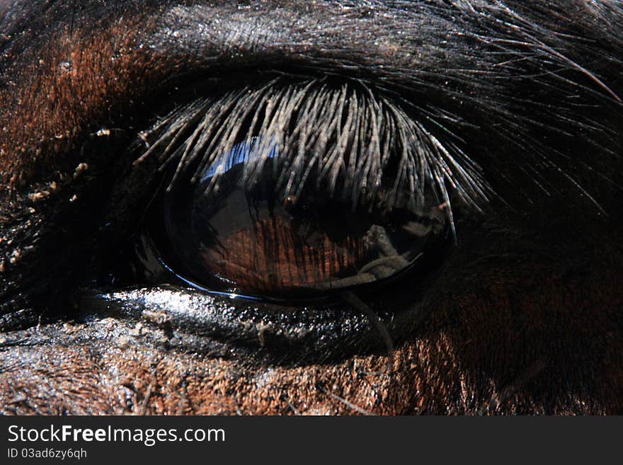 Close up eye of a mule